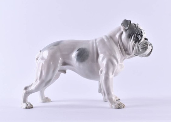 Englische Bulldogge 